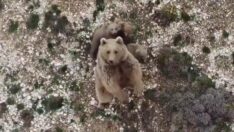 Köye inen bozayı ve üç yavrusunu drone ile uzaklaştırdı