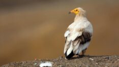 Küçük akbaba, 10 günde 500 kilometre uçtu