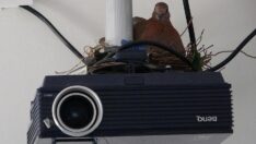 Kumru sınıfı yuva edindi: ‘Nereden geldiğini anlayamadık’