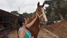 Kurtarılmış hayvanlar bahçesinde festival zamanı