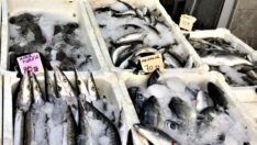 Marmaris’in zam şampiyonu tekir 180 liraya çıktı