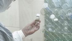 Maymun çiçeği belirtileri neler? Maymun çiçeği virüsü nasıl bulaşır?