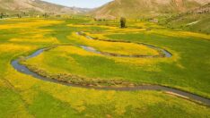 Menderesler sarı çiçeklere büründü