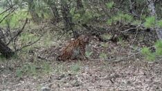 Nesli tehlike altındaki Anadolu vaşağı görüntülendi