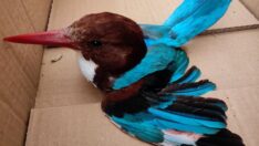 Nesli tükeniyor! Hatay’da vurdular…