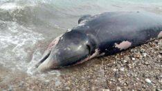 Ölü balinanın karnından 15 kilo plastik çıktı