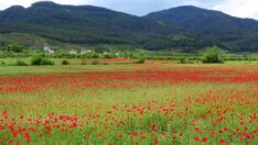 Osmaniye’ye bahar geldi, gelincikler çiçek açtı