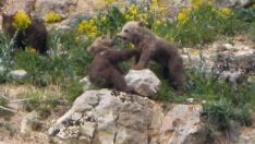 Oyun oynayan yavru ayılar kamerada