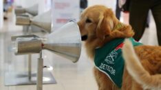 Şaşırtan araştırma: Köpekler, corona virüsü tespit etmekte testlere göre daha başarılı