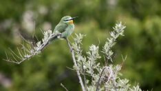 Sultan Sazlığı’nda ilk defa yeşil arıkuşu gözlemlendi