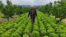 Tarlada 2 lira, tezgahta 10 lira