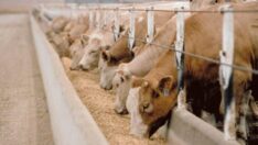 Tehlike büyüyor, sayı her geçen gün azalıyor! Besicilerden hükümete uyarı