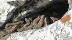 Tek ısırığı öldürüyor! Kahramanmaraş’ta sürü halinde görüldü