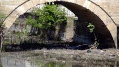 Tunca Nehri otlarla kaplandı