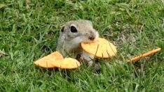 Tunceli’de sincabın kraker keyfi