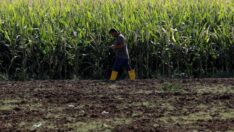 Türk çiftçisinin hali İngiliz basınının gündeminde: Geçen yıl 3 bin liraydı, şimdi 13 bin