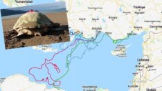 Uydu takip cihazlı 9 deniz kaplumbağasının sinyali kesildi