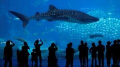 Uzmanlar açıkladı: Balina köpekbalıklarının sayısındaki düşüş endişe verici