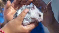 Uzmanlar uyardı: Maymun çiçeği hayvanlara yayılabilir