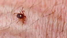 Uzmanlardan kene uyarısı: Tek bir ısırığı kırmızı ete karşı alerji yaratıyor
