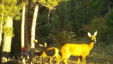Vahşi doğadaki birçok canlı türü kayıt altında