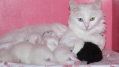 Van Kedi Villası’nda 100 yeni yavru dünyaya geldi