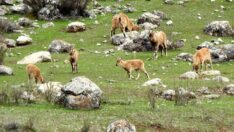 Yaban keçileri Munzur Dağları’na güzellik katıyor