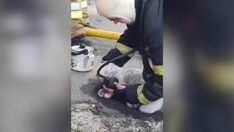 Yangından kurtarılan kediyi oksijen takviyesiyle hayata döndürdüler