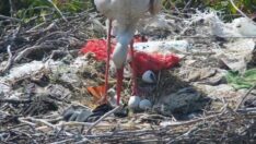 Yaren leyleğin ilk yavrusu yumurtadan çıktı