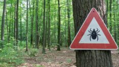 Yaz geldi, kâbus geri döndü! Ölü sayısı artıyor