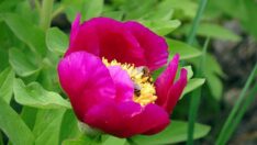 Yozgat’ta ‘Cehirlik lalesi’ güzelliği