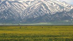 Yüksekova bahar renklerine büründü, görsel şölen oluştu