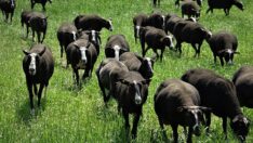 Yurt dışından getirdiği koyunlar büyük talep görüyor