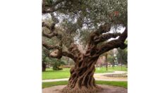 Zeytin katliamına elektrik kılıfı