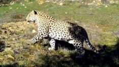 48 yıl sonra yeniden görülen Anadolu parsı böyle tespit edilmiş