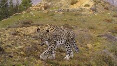 Artvin’de ortaya çıkmıştı… 200’den fazla kamerayla izleniyor