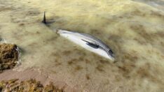 Bartın’da ölü yunus sahile vurdu