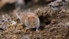 Bilim dünyası endişeli: Hayvanlardan bulaşan betacorona virüsü (grimsö virüsü) tespit edildi