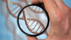 Bilimsel araştırma: 500 erkekten birinde fazladan cinsiyet kromozomu var