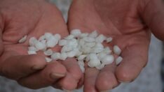 Böbrek taşı düşürdüğüne inanılıyor, tanesi 5 lira