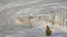 ‘Böyle katliamlara son verelim artık’