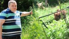 Bursa’da ayılar mahalleli ile arkadaş oldu