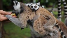 Bursa’daki lemur ailesi büyüyor