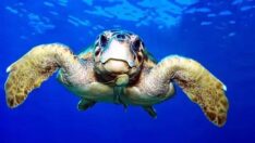 Caretta carettalar için naylon poşet uyarısı