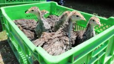 Çekirge istilasına karşı hindi timi görev başında