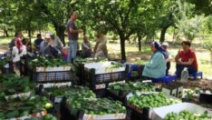 Çiftçi perişan: Sattığı ürün mazot ve gübreyi karşılamıyor