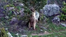 Doğa yürüyüşünde bozayı ile karşılaştılar