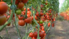 Domates fiyat artışında rekor