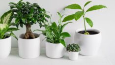 Evinizi yaza hazırlayacak öneriler