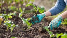 FAO uyardı: Çiftçiler üretim artışından vazgeçer, ithalat faturası kabarır